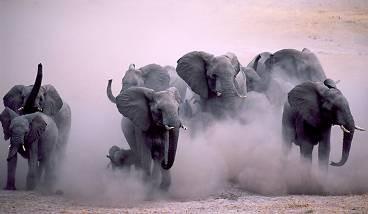 Wie 240 Elefanten auf Kollisionskurs