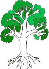 Wie Blätter und Früchte sich entwickeln hängt von der Versorgung und dem Wachstum der Wurzeln ab. Lernvoraussetzungen: Früchte und Blätter lassen erkennen ob ein Baum gesund entwickelt ist.