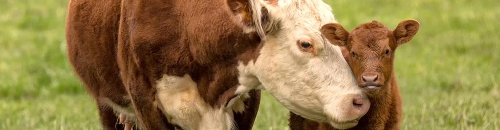 Für Altkühe nach der Kalbung Starter-Kapsel Mineralergänzungs futtermittel für Kühe Bei Laktationsbeginn MIT OREGANOÖL Vor allem ältere Kühe können bei beginnender Milchproduktion leicht in eine