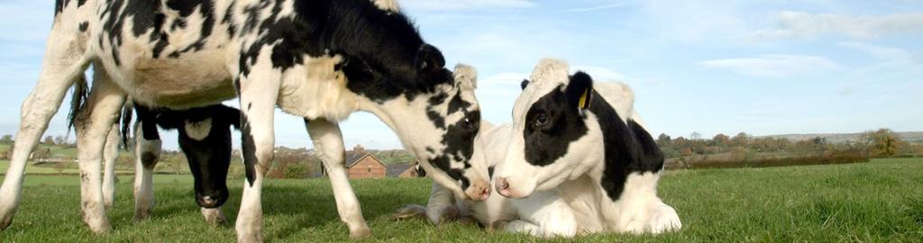 Für Kühe vor der Besamung VitaPlus-Kapsel Ergänzungsfuttermittel für Kühe Mit Vitaminen und Spuren elementen MIT HOHEM β-carotin- GEHALT Nach Erkrankungen, die mit verminderter Futteraufnahme