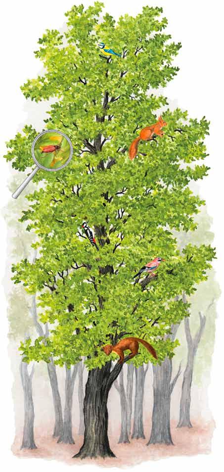 Bäume als Lebensraum Ein Baum ist ein Lebensraum für viele Tiere. Einige Tiere bauen ihre Nester im Schutz der Äste und Zweige. Ein Baum bietet Nahrung für viele Tiere.