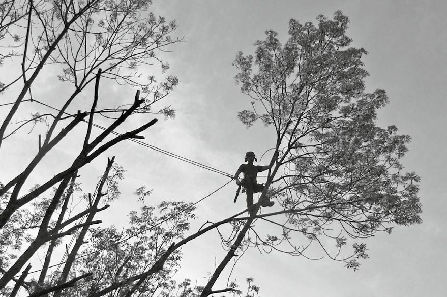 Das Körpergewicht des Kletterers hängt am Seil, so kann sich der Baumpfleger auch auf dünsten Ästen bis ganz hinaus in den äussersten Kroneneberich vorarbeiten.