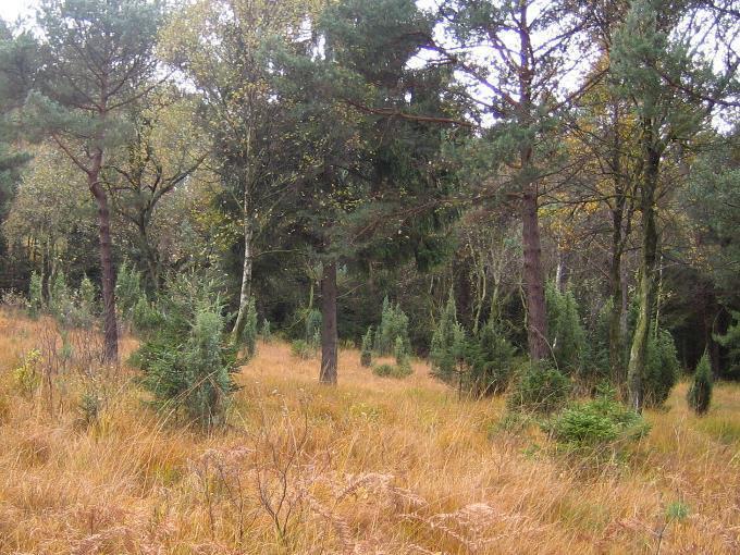 Daher wurde vor einigen Jahren im zentralen Offenlandbereich die Birken- Naturverjüngung entfernt.