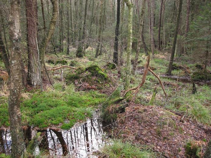 Sogar am Moor-Unterhang, auf einer ehemaligen Abbaufläche, stockt ein Moorwald auf einer