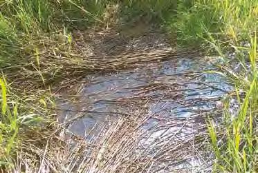 Umwelt Da schillert das Öl: Wasserpfütze auf einem Feld in Autobahnnähe. dringend gestoppt werden.