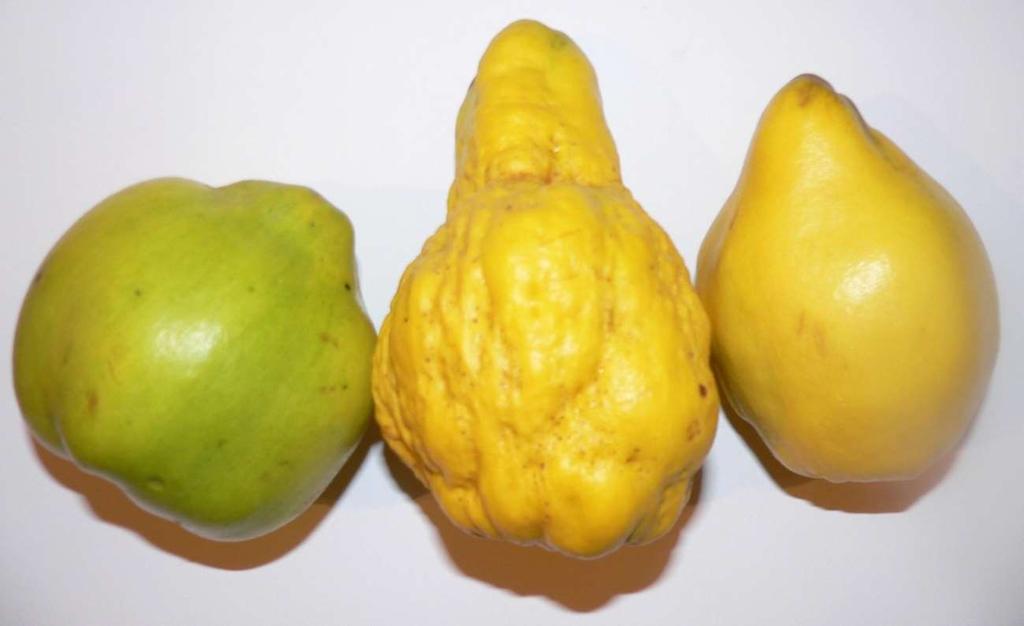 Abb. 5: von links nach rechts: Quitte von 'Angers' (auch vollreif grünlich, meist apfelförmig, hauptsächlich als Unterlage verwendet) 'Hruskovita' (unverkennbar, ähnlich Zierkürbis) 'Limon Ayvasi'