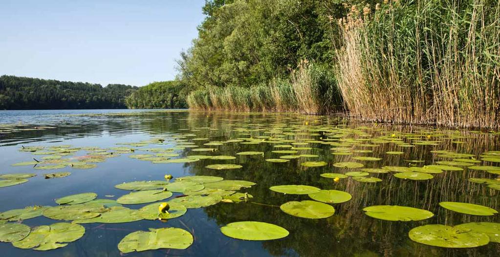 Südrevier Seen Ähnlich artenreich und ebenfalls von überregional hoher ökologischer Bedeutung sind die über 50 Landschaftsseen, die in folge des Braunkohlenbergbaus im Rheinischen Revier entstanden