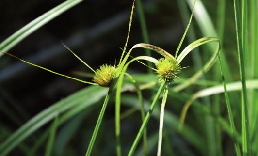 Land Oö, M. Strauch Die Böhmische Segge (Carex bohemica) kann sich nur auf schlammigen Böden vorübergehend abgelassener Teiche entfalten. laufend kontrolliert und das notwendige Management umgesetzt.