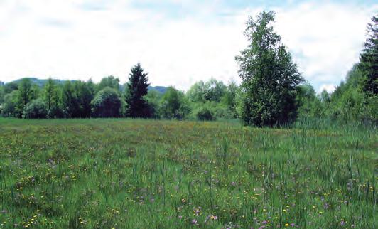 EUROPASCHUTZGEBIET Wiesengebiete und Seen im Alpenvorland Allgemeines zum Schutzgebiet Das Gebiet umfasst mehrere Teilflächen im Ibmer Moor und am Holzöstersee, entlang von Oichten, Enknach und