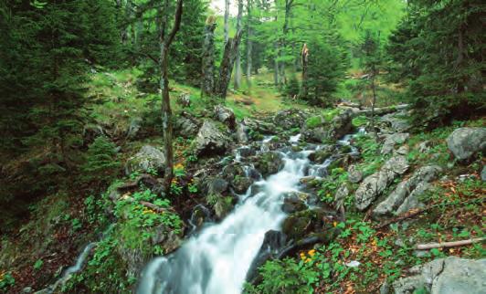 EUROPASCHUTZGEBIET Nationalpark Kalkalpen Allgemeines zum Schutzgebiet Das größte Europaschutzgebiet Oberösterreichs beherbergt auf unterschiedlichen Standorten verschiedene Waldgesellschaften.