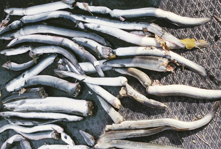 Prozesse in der Turbine Kollisionen, Druckänderungen und Scherkräfte schädigen Aale Fische werden in der Turbine geschädigt Kollision mit Laufrad oder