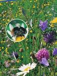 Der Blütenstaub und Nektar ist ein lebensnotwendiges Futter für Bienen. In dieser Mischung sind Pflanzen, die verstärkt Pollen und Nektar spenden und damit für eine gute Honigtracht sorgen. März, Apr.