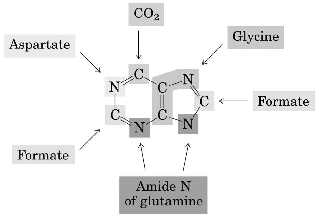 Biosynthese von Purinen R Purinring Grundgerüst IMP ATP