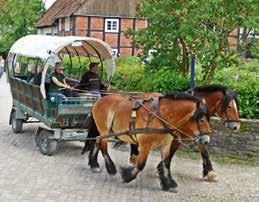 Es ist die älteste Pferde-Rasse von Deutschland. Sie heißen Senner Pferde.