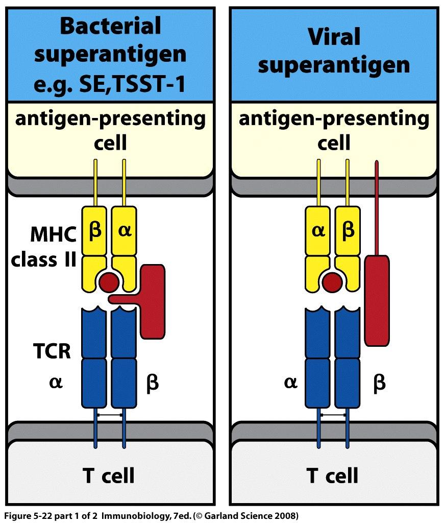 Superan#gene: Unspezifische Ak9vierung von T-Zellen durch Kreuzvernetzung von T-Zell-Rezeptor und MHC Toxisches Schock Syndrom: Ausgelöst