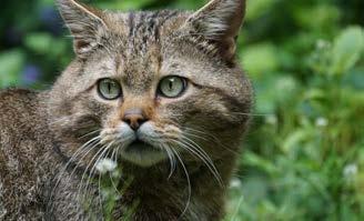 Gemeinsam mit dem BUND-Hessen hat der Naturpark Habichtswald mehrere Wildkatzen-Botschafter und Botschafterinnen ausgebildet, die vieles rund um die scheuen Tiere erlebbar machen.