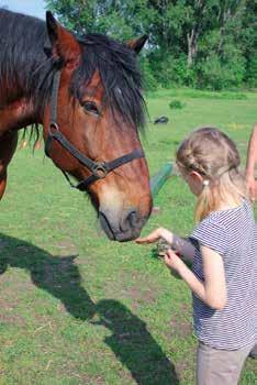 ! 18 2 ÜBUNGEN ZUM EINGEWÖHNEN UND KENNENLERNEN Wir erklären den Kindern, dass man auch auf diese Art das Pferd fragen kann, ob man es streicheln darf oder ob es einverstanden ist, wenn wir es zum