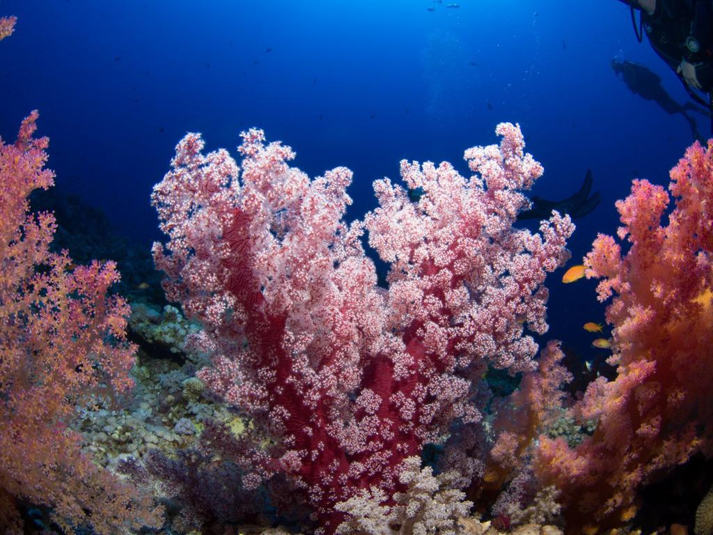 So ist das Atemberaubender Korallenriffe, Tauchen Sie ein in die faszinierende Unterwasserwelt des Roten Meeres