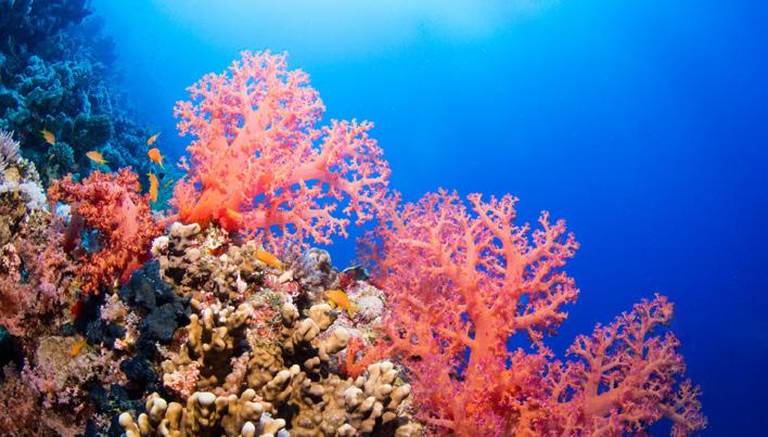 Einige Beispiele von Tauchplätzen, die auf dieser Safari angefahren werden können: Daedalus Reef Rocky