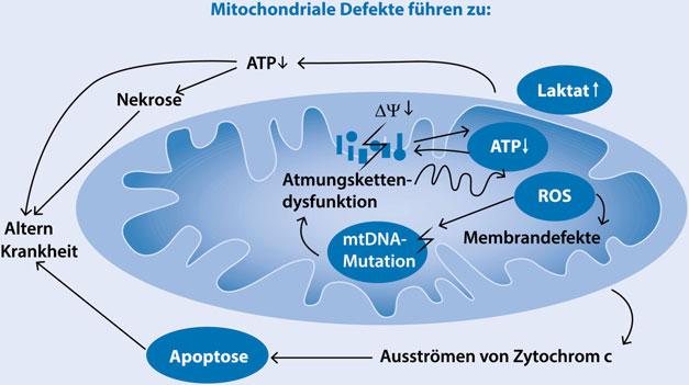Abb. 1 Komplexe Pathophysiologie bei mitochondrialer Dysfunktion. Mitochondriale Defekte beeinträchtigen die Energiebildung (ATP-Mangel und u. U.