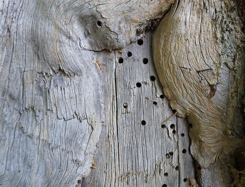 Sie würden damit das natürliche Artenspektrum verfälschen. Totholz Zahlreiche Insektenarten sind auf Totholz angewiesen. Bei manchen Arten entwickeln sich die Larven im Holz.