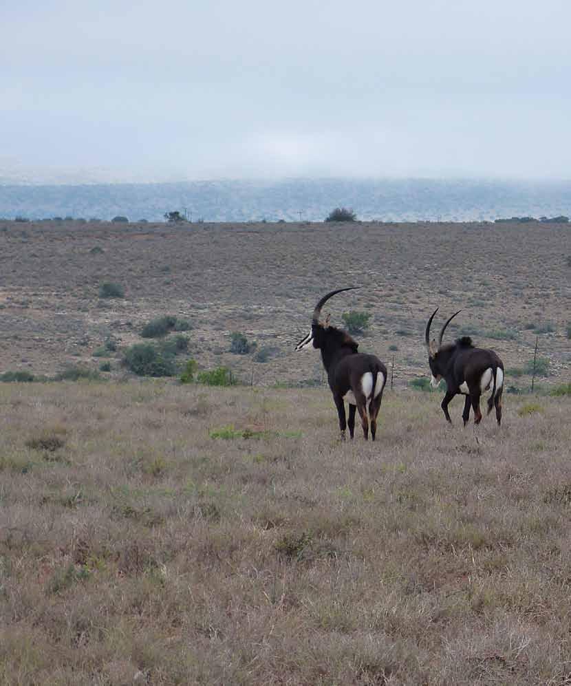 Veranstalter & Jagdgebiete Südafrika/Ostkap, GroSSe Karoo und Kalahari Die Jagd in Südafrika ist so vielfältig wie kaum in einem anderen Land dieses großen Kontinentes.