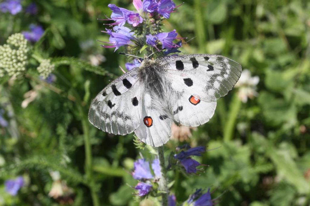Viel-Falter: Tagfalter Monitoring Tirol Der erste systematische Versuch in Österreich, die Schmetterlingsvielfalt zu erheben Region: Nord- und Osttirol (Erweiterung geplant) Unterstützte