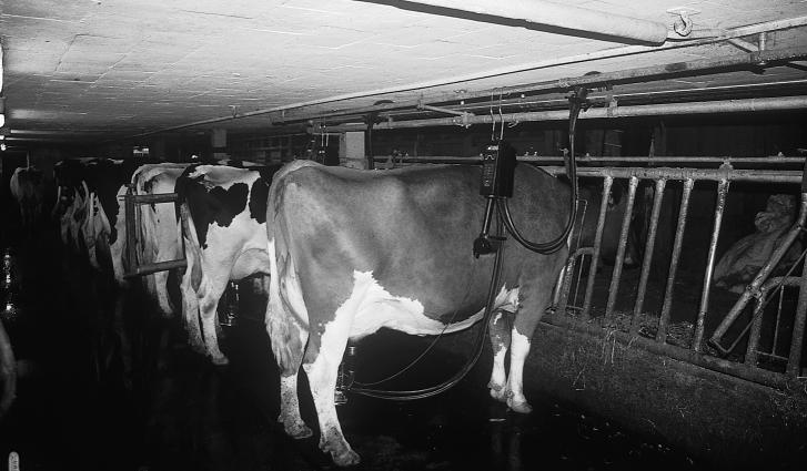 Melkbereich / Verhalten, Gesundheit und Leistung der Tiere / Investitionen Abb. 13: Melken an sechs Plätzen am Fressgitter mit einer Rohrmelkanlage. Tab.