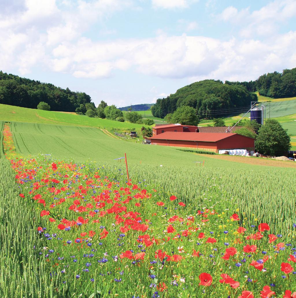 KIP-Richtlinien für den ökologischen Leistungsnachweis (ÖLN) Die Koordinationsgruppe Richtlinien Tessin und Deutschschweiz (KIP) hat mit Unterstützung der AGRIDEA Lindau, der