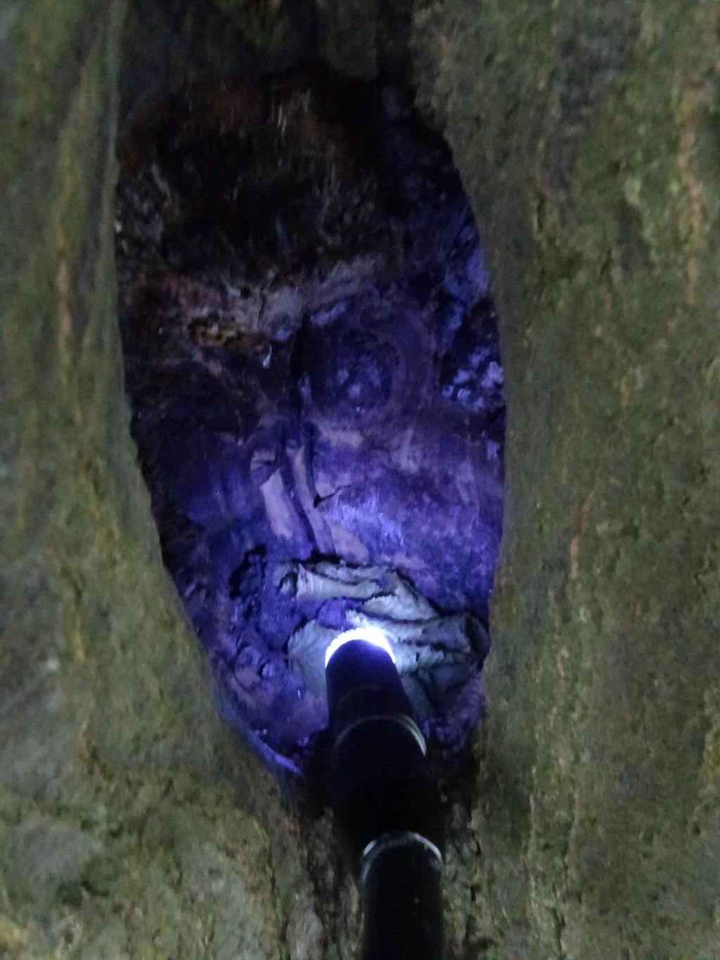 Abb. 9: Kontrolle einer Baumhöhle mit dem beleuchteten Kamerakopf des Endoskops Nachdem die einzelnen Aushöhlungen in den Bäumen detailliert untersucht worden sind und kein Besatz festgestellt werden