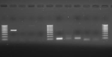 Ergebnisse 80 M 1 2 3 4 M 1 2 3 4 5 M PCR 80/640 Nested-PCR 525/640 Abbildung 17: Spezifität der Primer für Aph. astaci+ Aph.