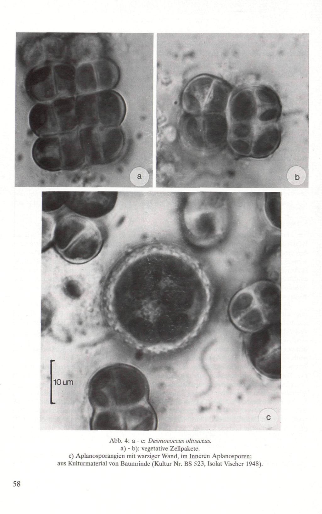 Abb. 4: a - e: Desmococcus olivaceus. a) - b): vegetative Zellpakete.