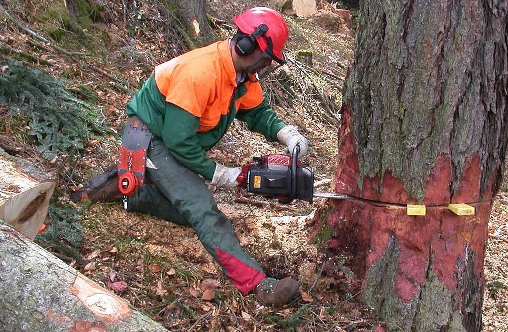 Doppelte Holznutzung bedeutet fast doppelten Arbeitsaufwand auch für die Waldaufseher.