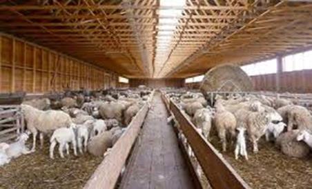 Betriebsformen der Schafhaltung in Bayern: Stallhaltung ganzjährig / überwiegend Kennzeichen: Überwiegend im Vollerwerb