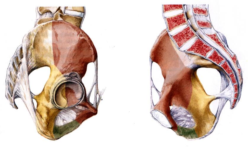 3.2 Biomechanik des Azetabulums Bei Ansicht des Azetabulums von lateral zeigt sich die Aufteilung des Azetabulums in einen ventralen und einen dorsalen Pfeiler, welche durch ihre Verschmelzung in