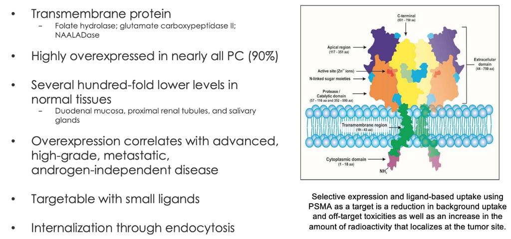 PSMA Transmembran Protein >100fach überexprimiert in >90% P-Ca Korreliert