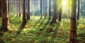 Wir sind nach den Standards des weltweit größten Waldtzertifi zierungssystems PEFC zertifi ziert.