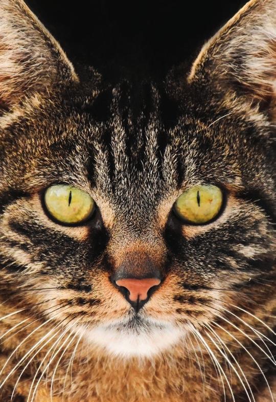 14 LEUETATZE 1/2019 I KULTURKALENDER ul ur NATURMUSEUM Die Katze ist das beliebteste Haustier in der Schweiz.