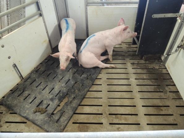 Separations- und Genesungsbuchten 13 5 Separations- und Genesungsbuchten In vielen Stallungen für Aufzuchtferkel und Mastschweine mangelt es an Einzel- und Gruppenbuchten, in die Beißer verbracht bzw.