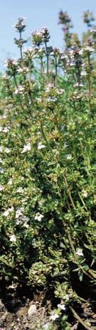 Kuttelkraut Römischer Quendel auch Echter Thymian 5000 Samen Thymus vulgaris 
