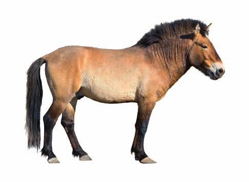 Vorfahren und Verwandte Alle Pferde von den kleinsten Ponys über Reit- und Rennpferde bis zu den schweren Zugpferden stammen von einer einzigen Art ab: dem Urwildpferd.
