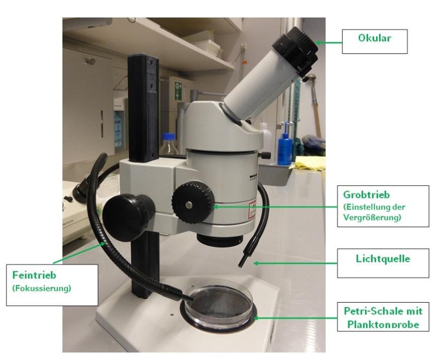 Versuchsanleitung: Untersuchung der Planktonprobe 1. Mit der Pasteurpipette werden ca. 3 Milliliter aus der Planktonprobe entnommen. 2.