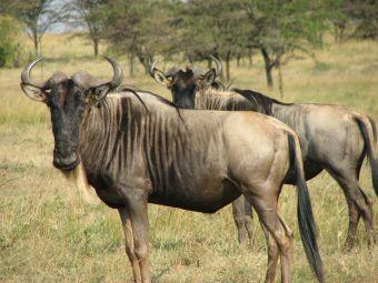 Tag 5: Massai Mara Wildreservat (F M A) Den heutigen Tag verbringen Sie auf einer Ganztagssafari im Wildreservat mit Picknick unterwegs.