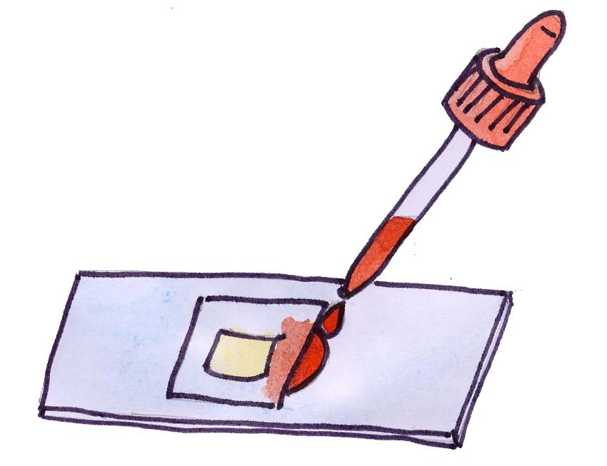 Frischpräparate färben: 1. Stelle ein Frischpräparat her. 2. Tropfe an eine Deckglaskante einen Tropfen der Färbelösung. 3.