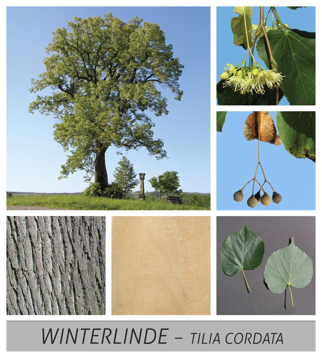 Seite 5 Baum des Jahres 2016 - Die Winterlinde In diesem Jahr wurde mit der Winterlinde einer unserer bekanntesten und geschichtsträchtigsten Waldbäume zum Baum des Jahres gewählt.