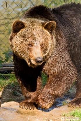 ja nein 11. Wie lange bleiben junge Braunbären in der Natur bei ihrer Mutter? 1 Jahr 2 Jahre ein Leben lang 12. Wer gehört noch zur Familie der Marder?