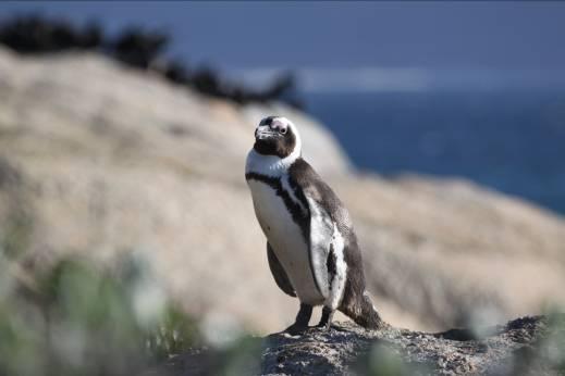 Tag: Kap der Guten Hoffnung und Pinguinkolonie Heute folgt eine landschaftlich interessante Fahrt zum Kap der Guten