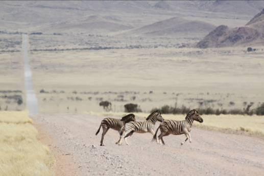 Tag: Namib Wüste Wir fahren durch die faszinierende Namib Wüste, eine der ältesten Wüsten der Welt.