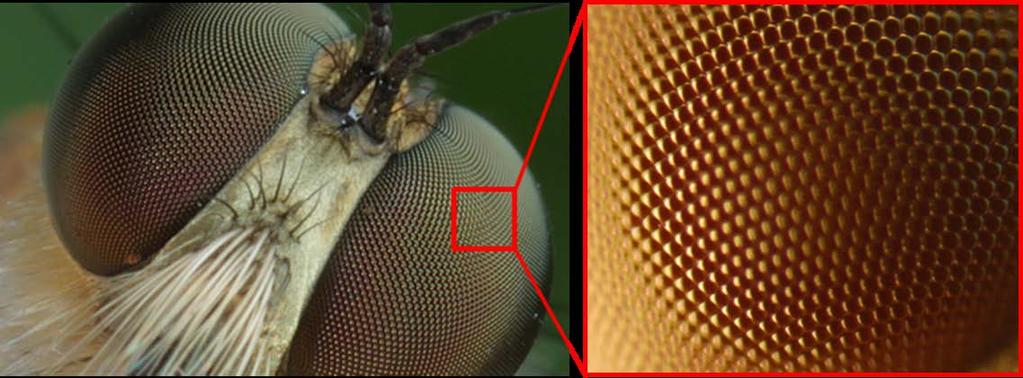 Motivation Inspiration: Facettenaugen von Insekten Gesamtoptik: Mikro auf 3D Makro