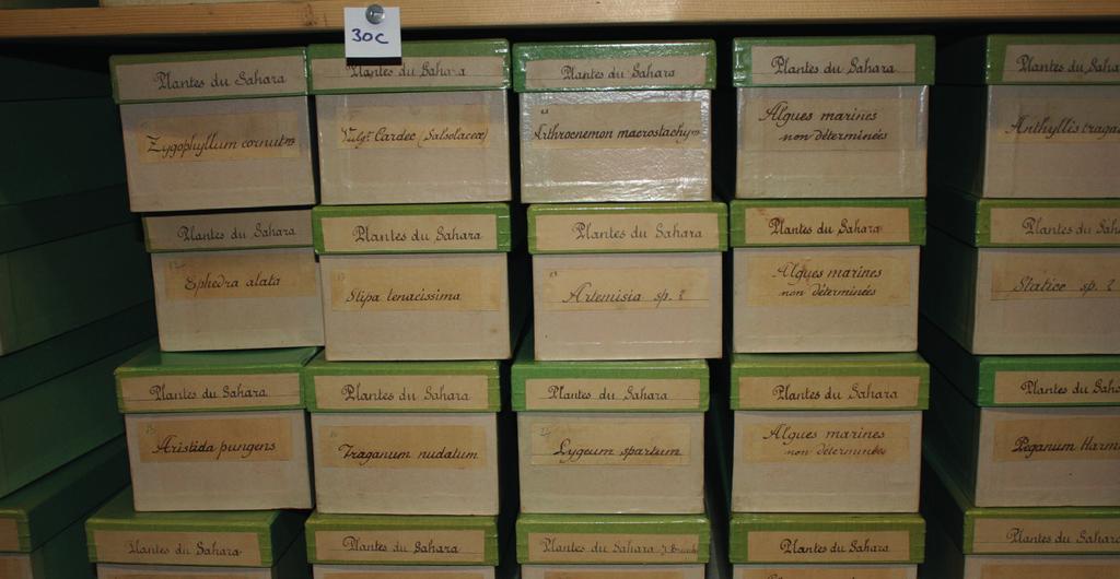VOR dem Atelier Ein Beispiel einer Sammlung: die Herbarien Ein Herbarium ist eine Sammlung von Pflanzen, welche gesammelt, getrocknet und auf einer Unterlage befestigt worden sind.